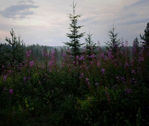 Preview wallpaper spruce, forest, trees, flowers