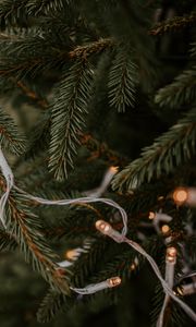 Preview wallpaper spruce, garland, branches, christmas, new year, holiday