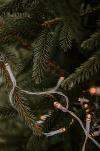 Preview wallpaper spruce, garland, branches, christmas, new year, holiday