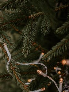 Preview wallpaper spruce, garland, branches, christmas, new year, holiday