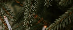 Preview wallpaper spruce, garland, branches, christmas, new year, holiday