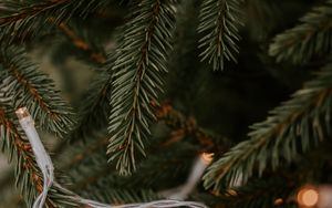 Preview wallpaper spruce, garland, branches, christmas, new year, holiday