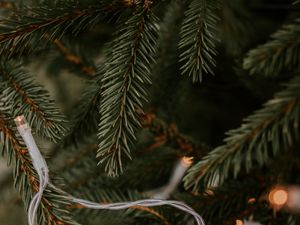 Preview wallpaper spruce, garland, branches, christmas, new year, holiday