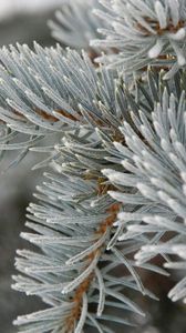 Preview wallpaper spruce, grey, branch, prickly