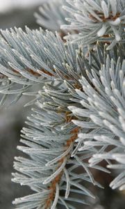Preview wallpaper spruce, grey, branch, prickly