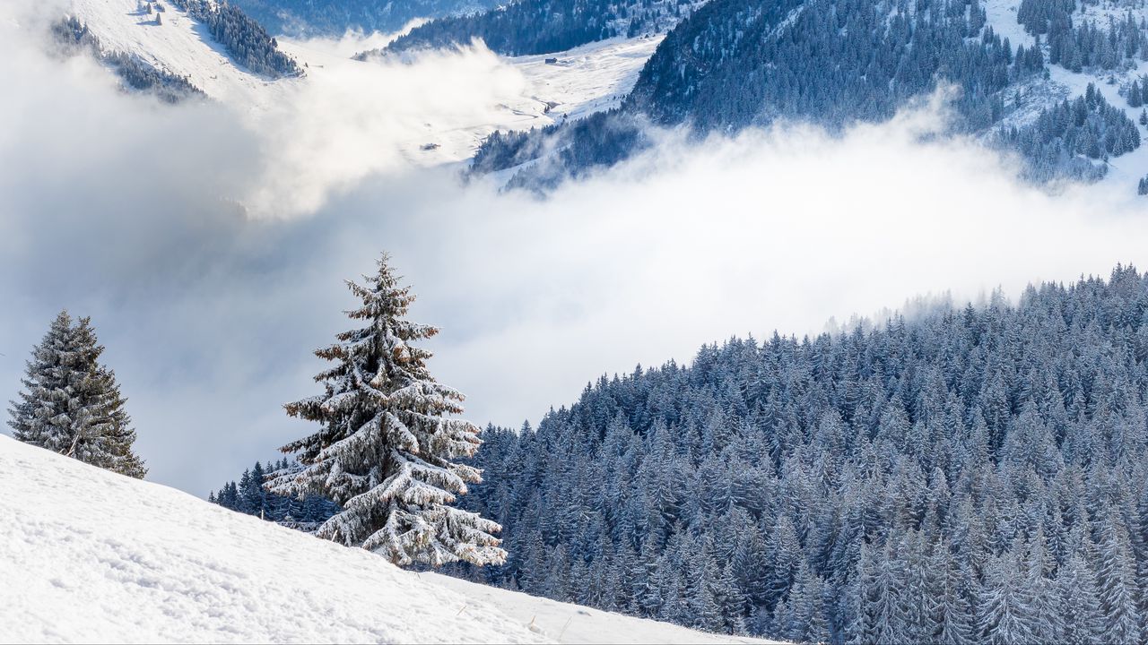 Wallpaper spruce, hills, snow, clouds, forest