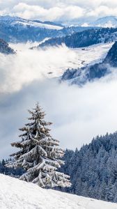 Preview wallpaper spruce, hills, snow, clouds, forest