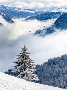 Preview wallpaper spruce, hills, snow, clouds, forest