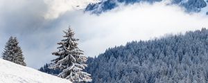 Preview wallpaper spruce, hills, snow, clouds, forest