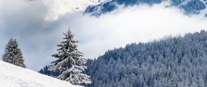 Preview wallpaper spruce, hills, snow, clouds, forest