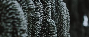Preview wallpaper spruce, ice, macro, branch, frost