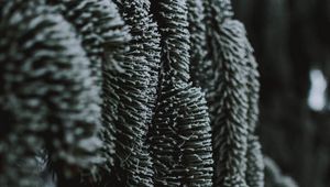 Preview wallpaper spruce, ice, macro, branch, frost
