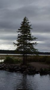 Preview wallpaper spruce, lake, stones, tree, horizon