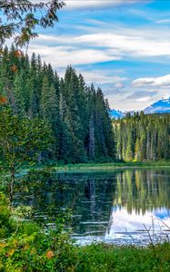 Preview wallpaper spruce, lake, trees, forest, branches
