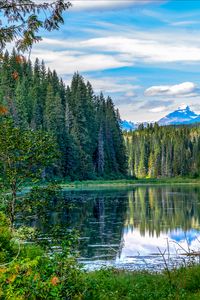 Preview wallpaper spruce, lake, trees, forest, branches