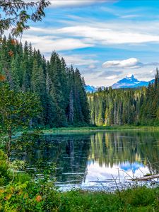 Preview wallpaper spruce, lake, trees, forest, branches