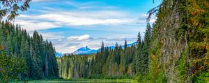 Preview wallpaper spruce, lake, trees, forest, branches