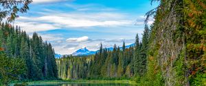 Preview wallpaper spruce, lake, trees, forest, branches