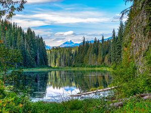 Preview wallpaper spruce, lake, trees, forest, branches