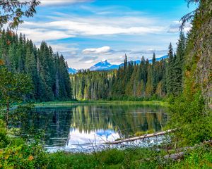 Preview wallpaper spruce, lake, trees, forest, branches