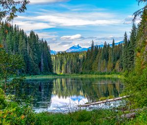 Preview wallpaper spruce, lake, trees, forest, branches