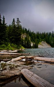 Preview wallpaper spruce, logs, water, stones