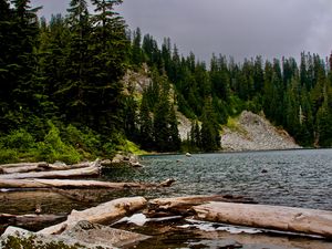 Preview wallpaper spruce, logs, water, stones