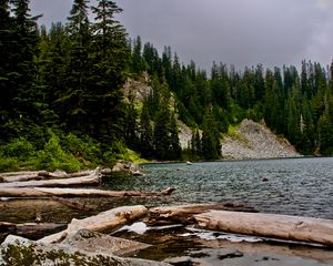 Preview wallpaper spruce, logs, water, stones