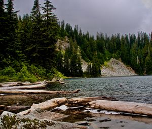 Preview wallpaper spruce, logs, water, stones