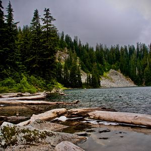 Preview wallpaper spruce, logs, water, stones