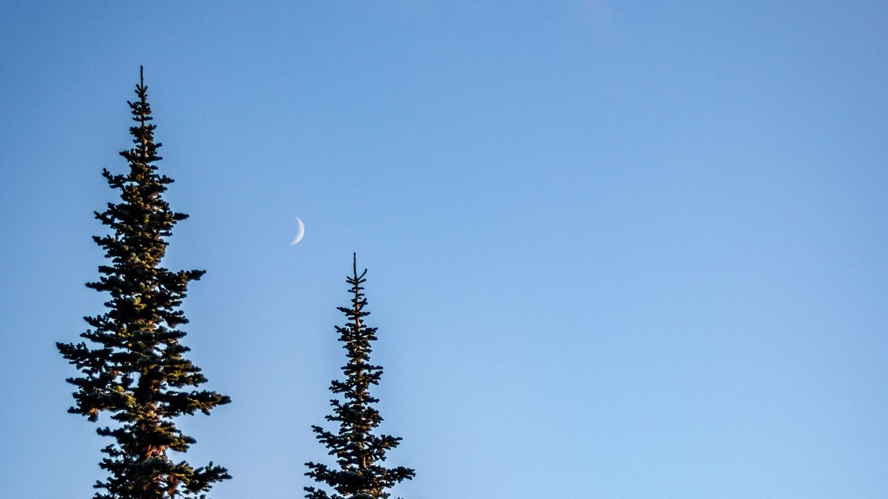 Wallpaper spruce, moon, sky, trees