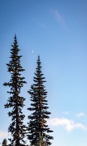 Preview wallpaper spruce, moon, sky, trees