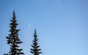 Preview wallpaper spruce, moon, sky, trees