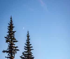 Preview wallpaper spruce, moon, sky, trees