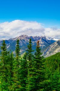 Preview wallpaper spruce, mountains, clouds, sky