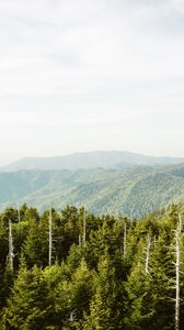 Preview wallpaper spruce, mountains, hills, distance, sky