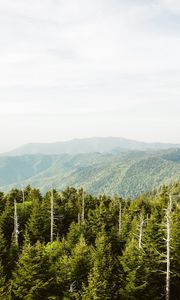 Preview wallpaper spruce, mountains, hills, distance, sky