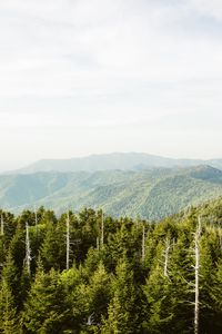 Preview wallpaper spruce, mountains, hills, distance, sky