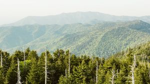 Preview wallpaper spruce, mountains, hills, distance, sky