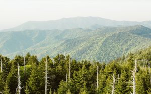 Preview wallpaper spruce, mountains, hills, distance, sky