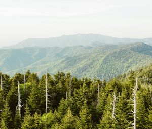 Preview wallpaper spruce, mountains, hills, distance, sky