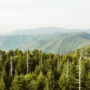 Preview wallpaper spruce, mountains, hills, distance, sky