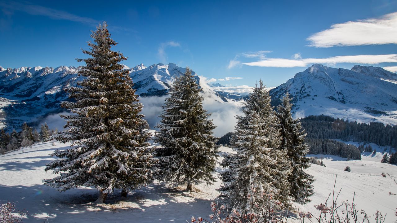 Wallpaper spruce, mountains, snow, snowy