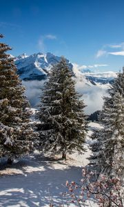 Preview wallpaper spruce, mountains, snow, snowy