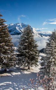 Preview wallpaper spruce, mountains, snow, snowy