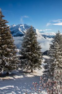 Preview wallpaper spruce, mountains, snow, snowy