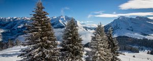 Preview wallpaper spruce, mountains, snow, snowy