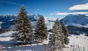 Preview wallpaper spruce, mountains, snow, snowy