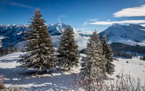 Preview wallpaper spruce, mountains, snow, snowy