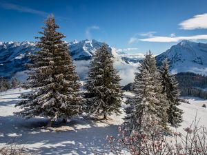 Preview wallpaper spruce, mountains, snow, snowy